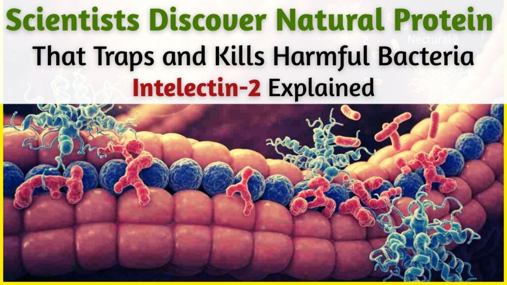 Intelectin 2
